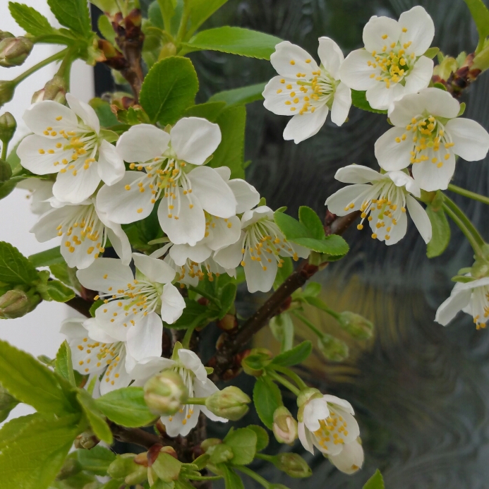 Prunus avium Velvet Taste in the GardenTags plant encyclopedia Patio Cherry Velvet Taste in the GardenTags plant encyclopedia