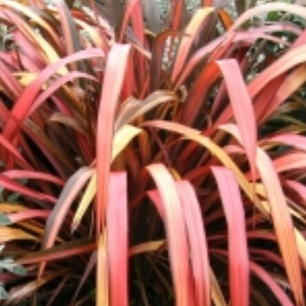 Phormium Pink Panther in the GardenTags plant encyclopedia New Zealand Flax Pink Panther in the GardenTags plant encyclopedia