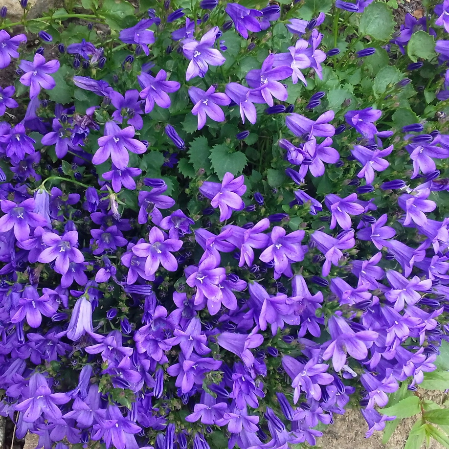 Bellflower Intense Purple™ in the GardenTags plant encyclopedia