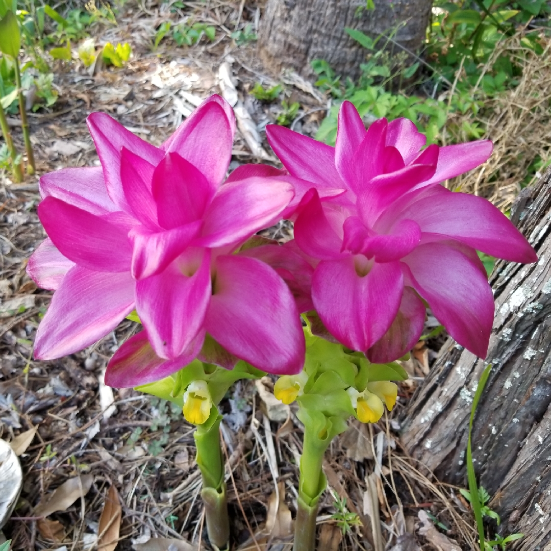 Cape York Lily in the GardenTags plant encyclopedia