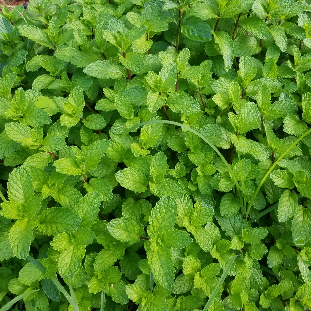 Mentha arvensis Thai in the GardenTags plant encyclopedia Thai Mint in the GardenTags plant encyclopedia