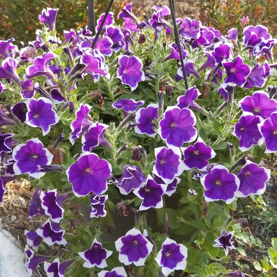 Petunia multiflora Purple Halo in the GardenTags plant encyclopedia Purple Halo Petunia in the GardenTags plant encyclopedia