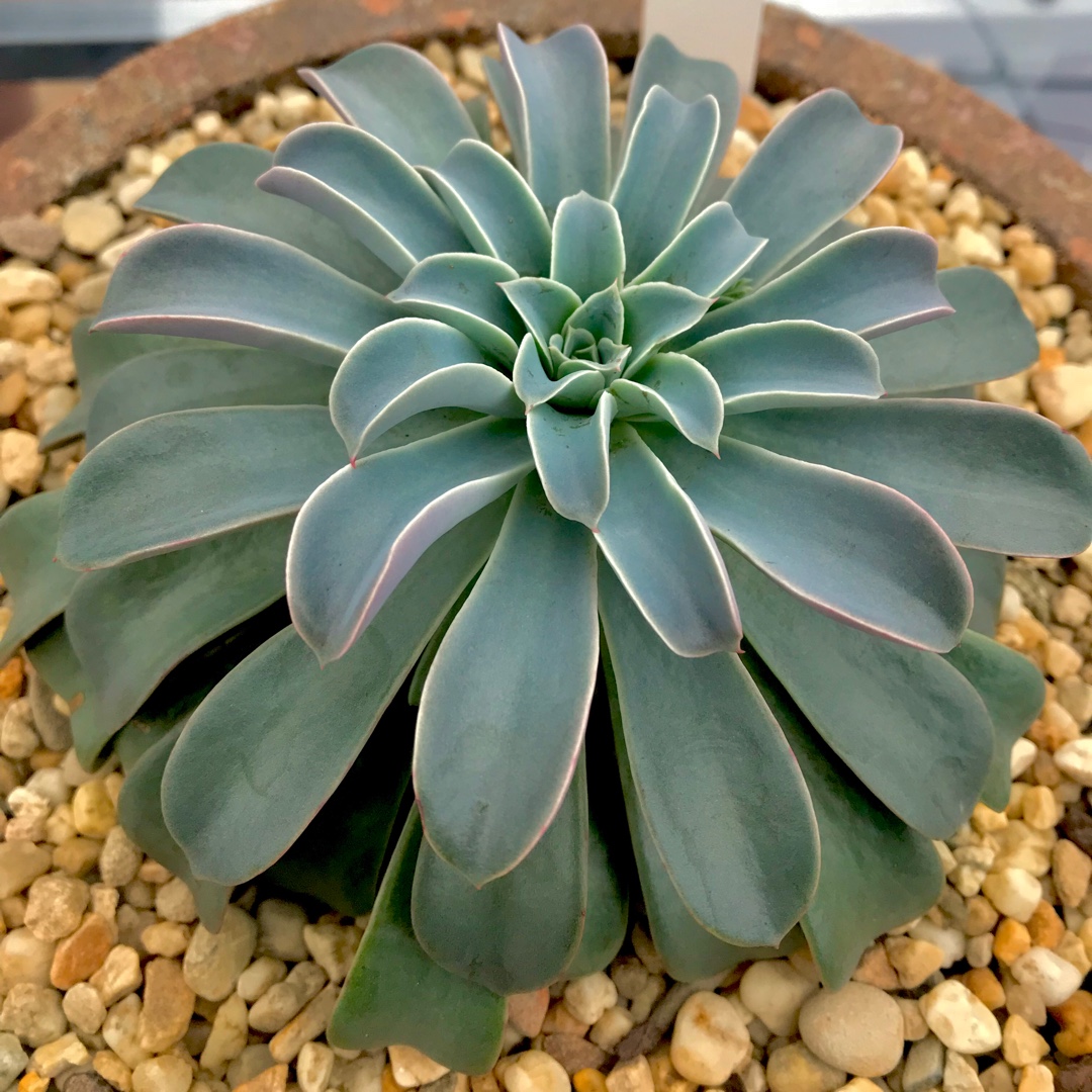 Echeveria Fantastic Fountain in the GardenTags plant encyclopedia Echeveria Fantastic Fountain in the GardenTags plant encyclopedia
