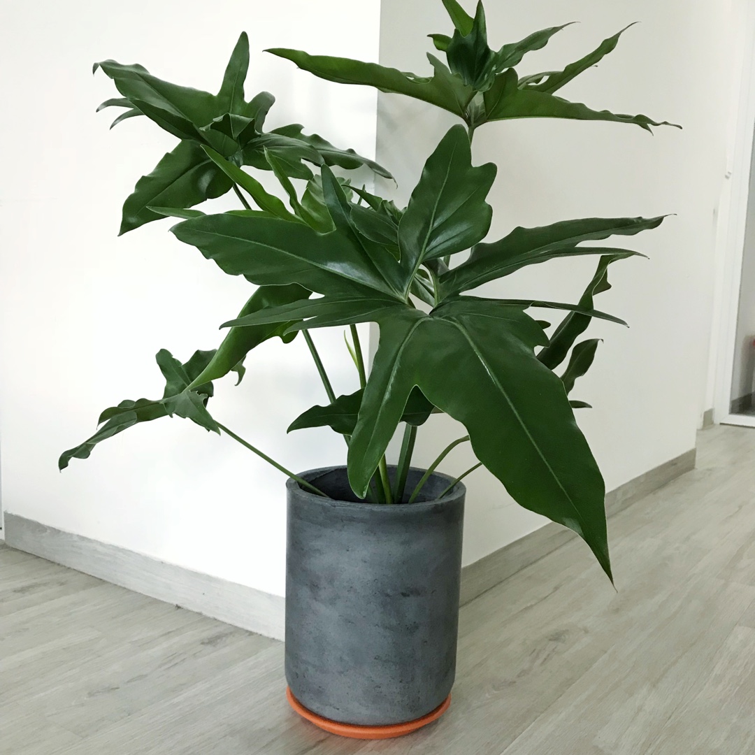 Philodendron African Fantasy in the GardenTags plant encyclopedia Philodendron African Fantasy in the GardenTags plant encyclopedia