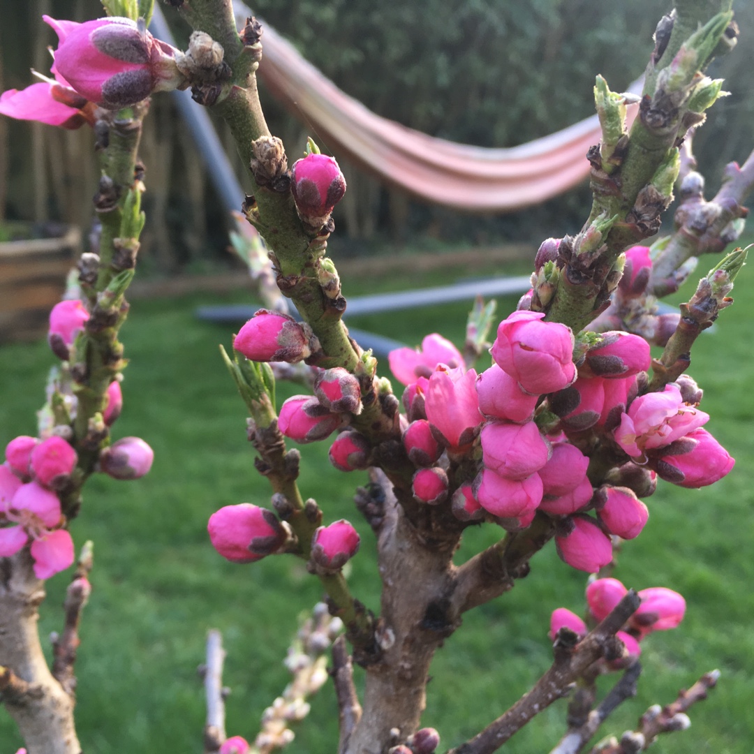 Prunus persica Bonanza in the GardenTags plant encyclopedia Peach Bonanza in the GardenTags plant encyclopedia