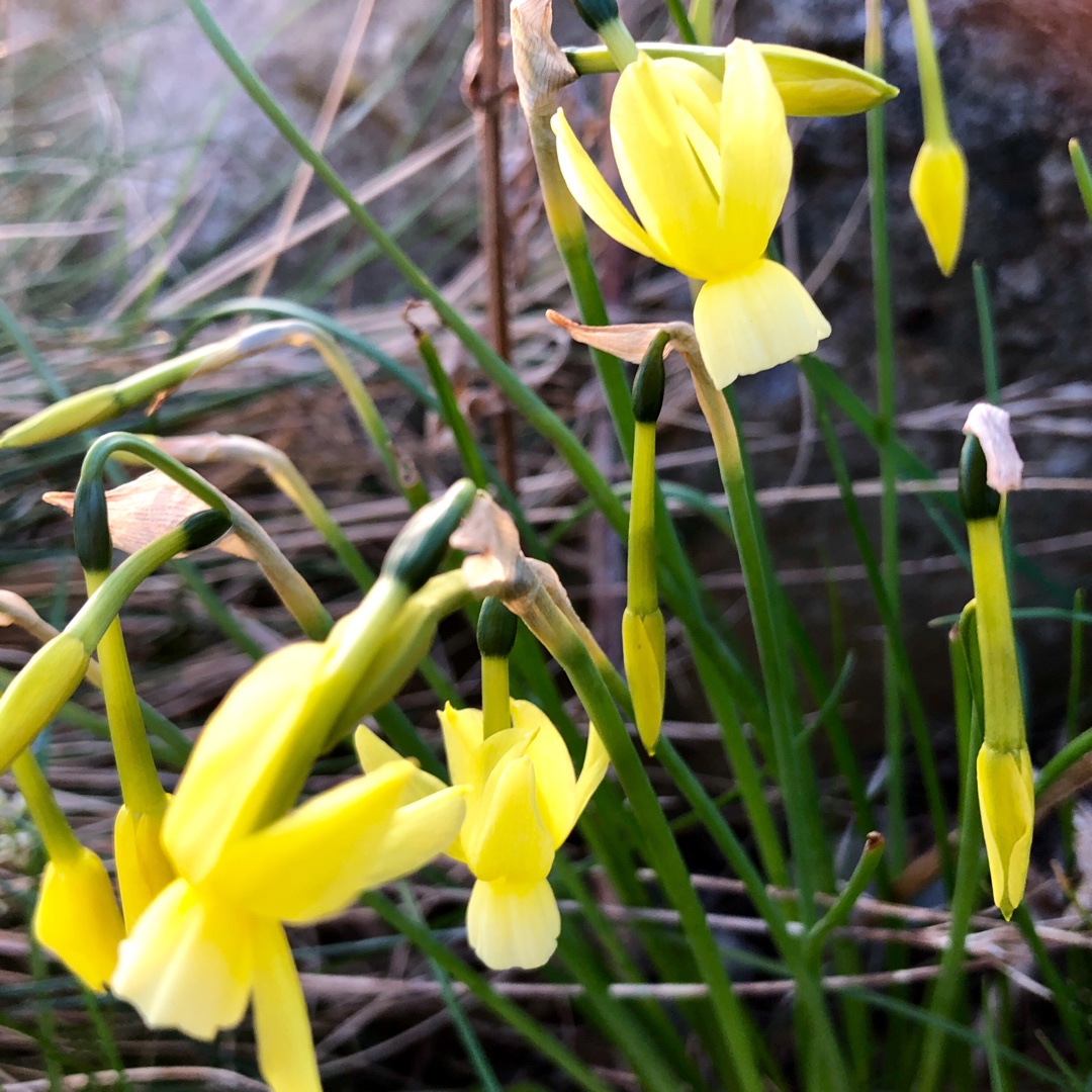Daffodil (Species) Angels Tear Daffodil in the GardenTags plant encyclopedia