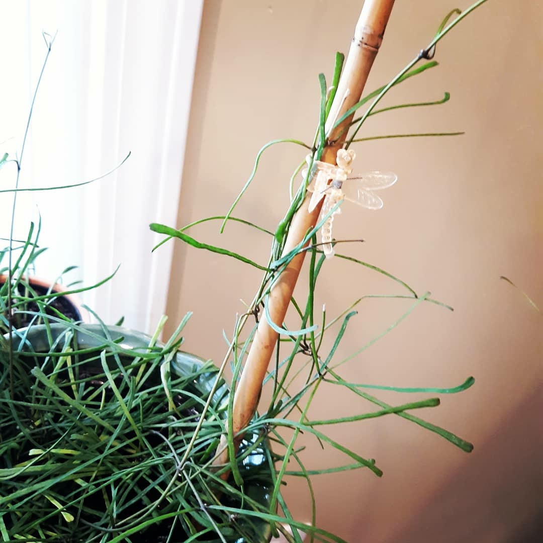 Hoya Retusa in the GardenTags plant encyclopedia Wax Plant in the GardenTags plant encyclopedia