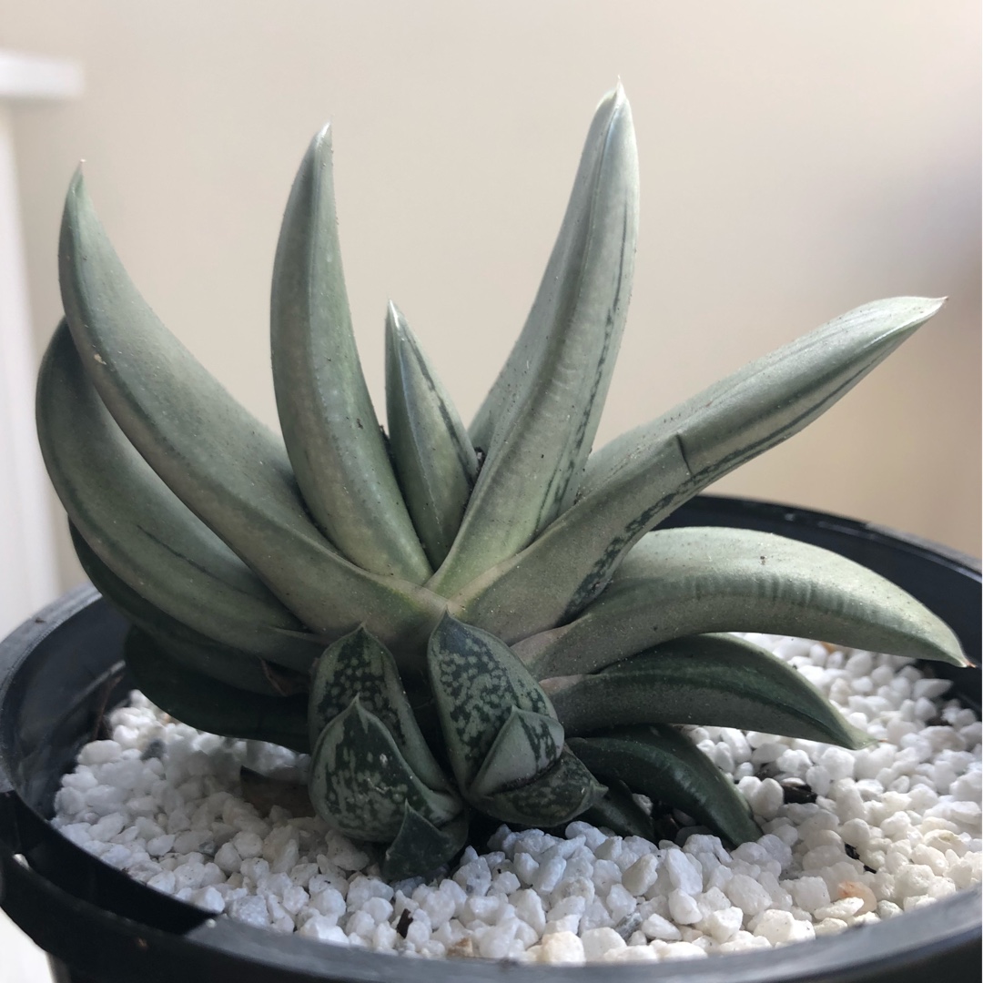 Gasteria Smokey in the GardenTags plant encyclopedia Gasteria Smokey in the GardenTags plant encyclopedia