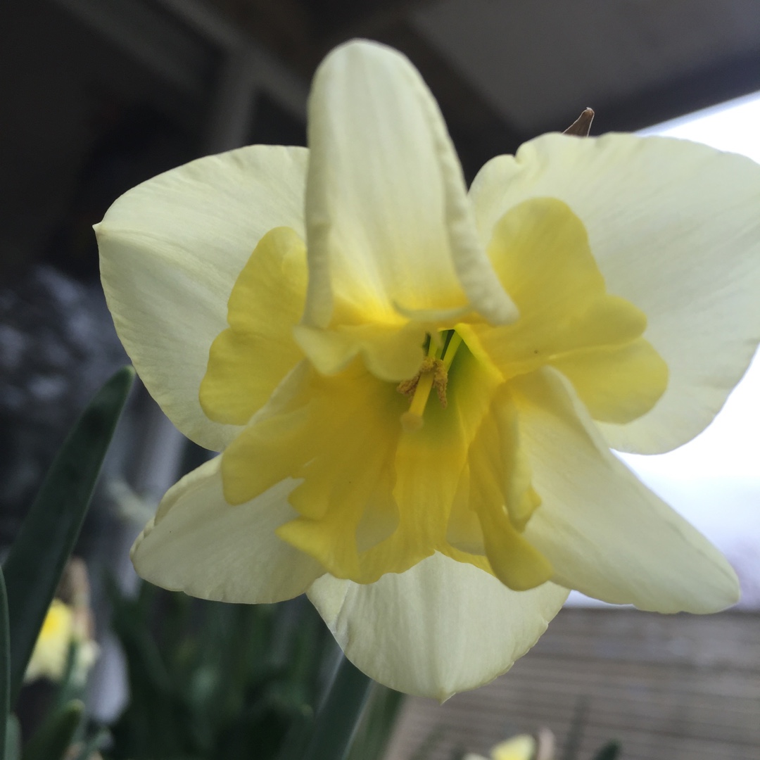 Narcissus Smiling Twin in the GardenTags plant encyclopedia Daffodil Smiling Twin (Split Corona) in the GardenTags plant encyclopedia