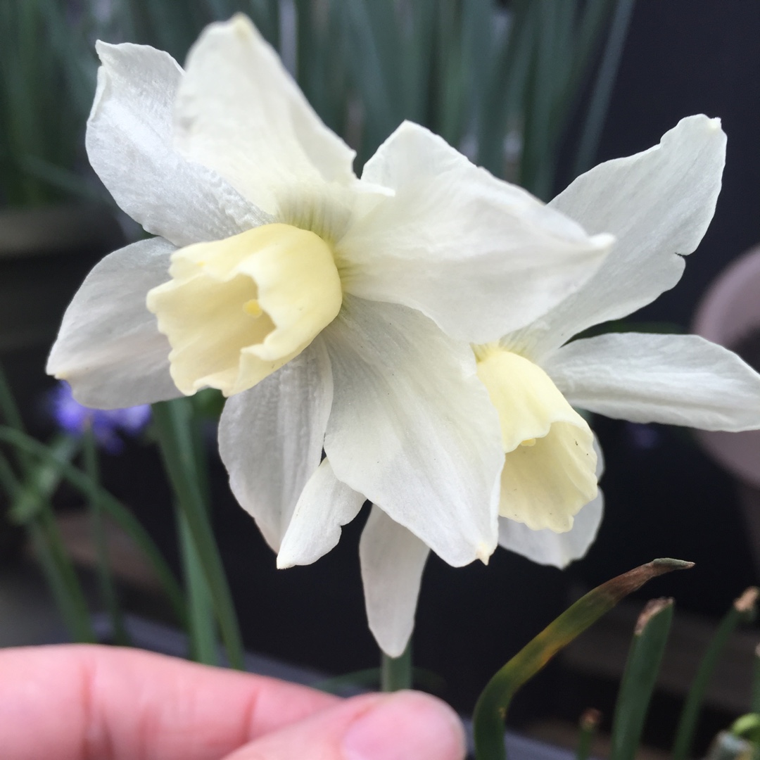 Narcissus Toto in the GardenTags plant encyclopedia Daffodil Toto (Misc) in the GardenTags plant encyclopedia