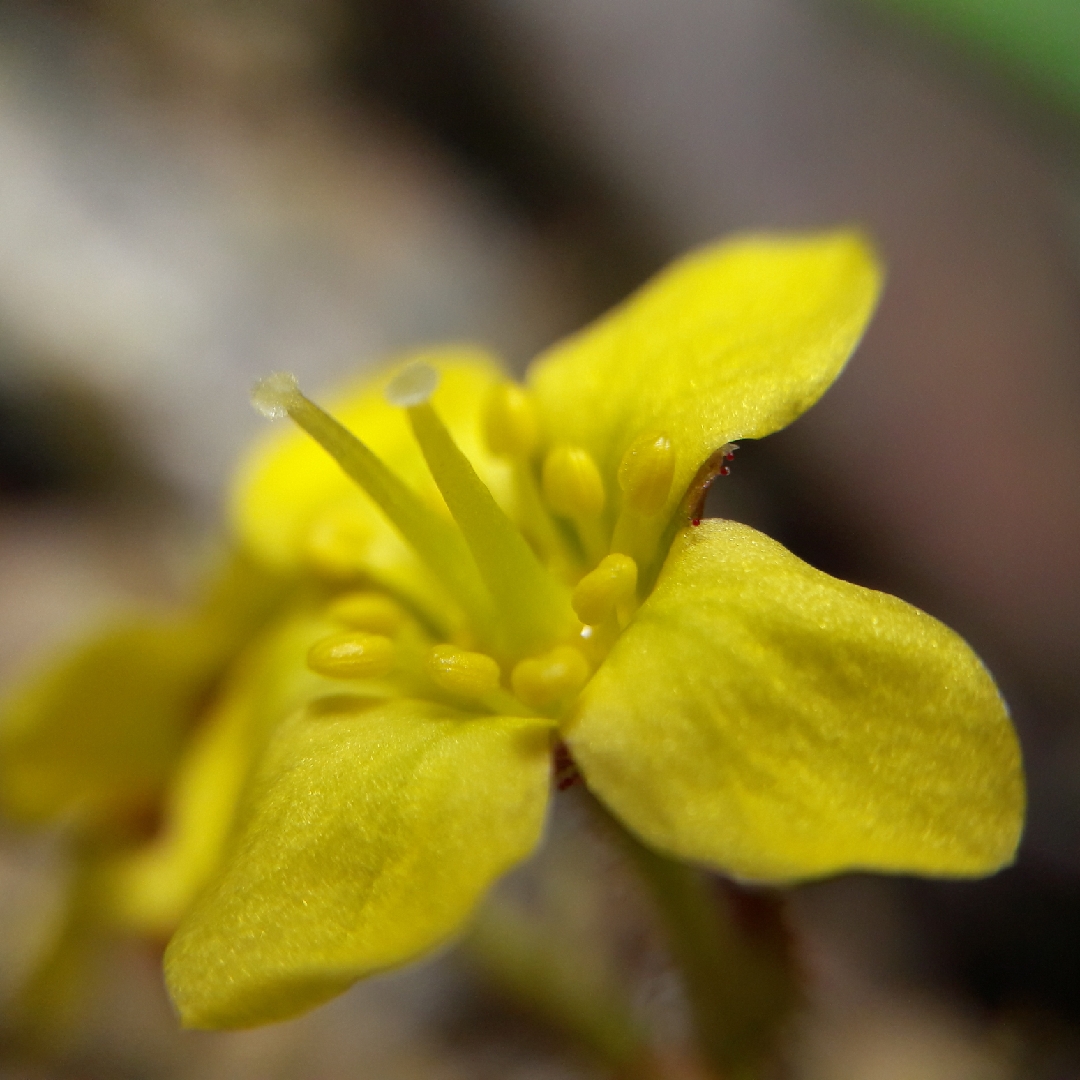 Saxifraga ferdinandi-coburgi Drakula in the GardenTags plant encyclopedia Saxifrage Drakula in the GardenTags plant encyclopedia