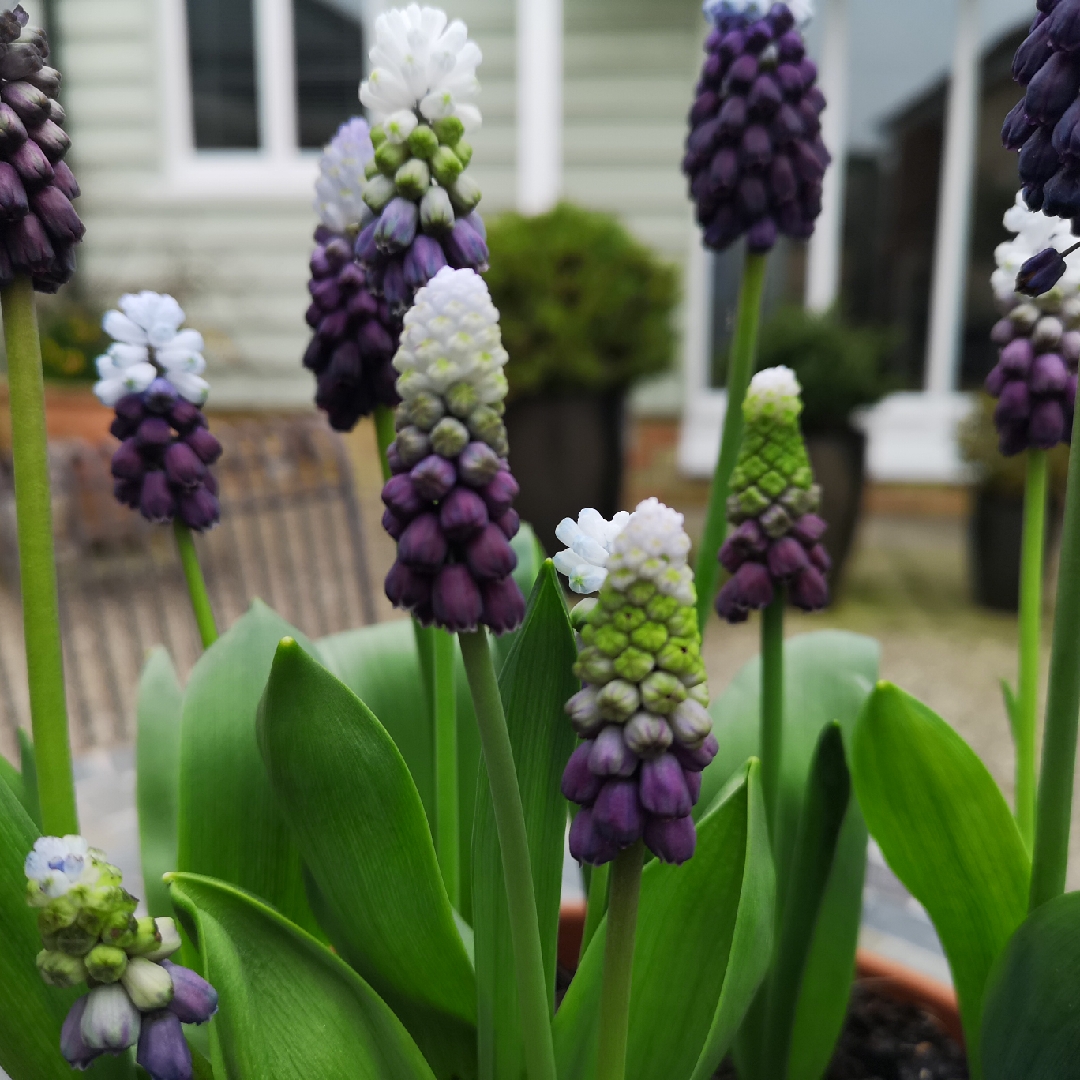 Muscari latifolium Grape Ice in the GardenTags plant encyclopedia Grape Hyacinth Grape Ice in the GardenTags plant encyclopedia