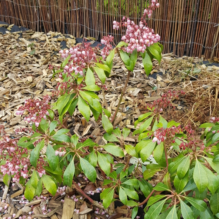 Pieris japonica Opstal 69 syn. Pieris japonica Pink Passion in the GardenTags plant encyclopedia Pieris Pink Passion in the GardenTags plant encyclopedia