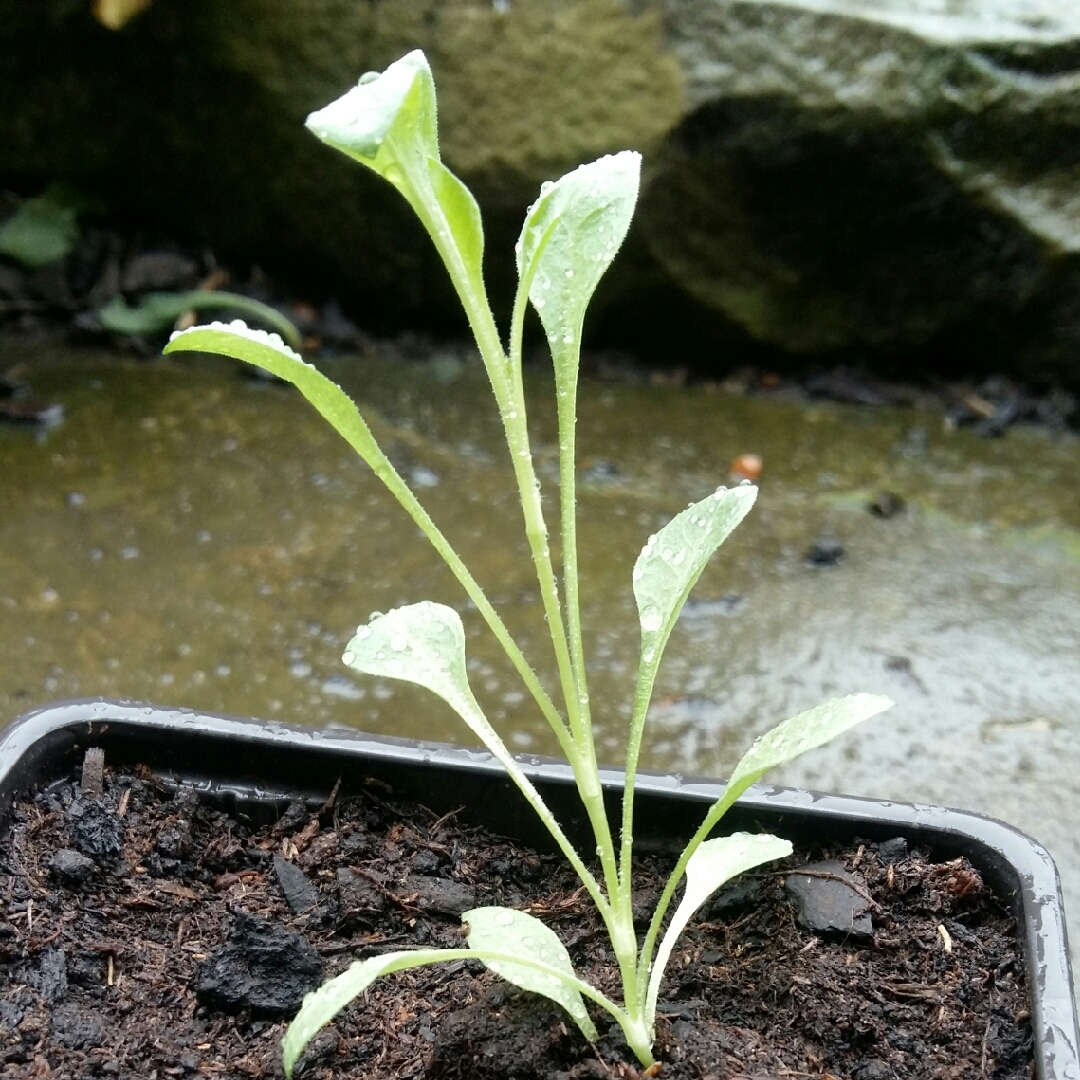 Silene Laciniata Jack Flash in the GardenTags plant encyclopedia Mexican Catchfly Jack Flash in the GardenTags plant encyclopedia