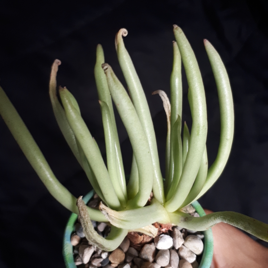 Dudleya edulis in the GardenTags plant encyclopedia Fingertips Live-Forever in the GardenTags plant encyclopedia