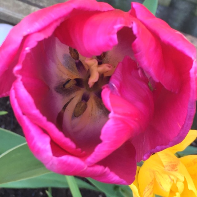 Tulipa Demeter in the GardenTags plant encyclopedia Tulip Demeter (Triumph) in the GardenTags plant encyclopedia