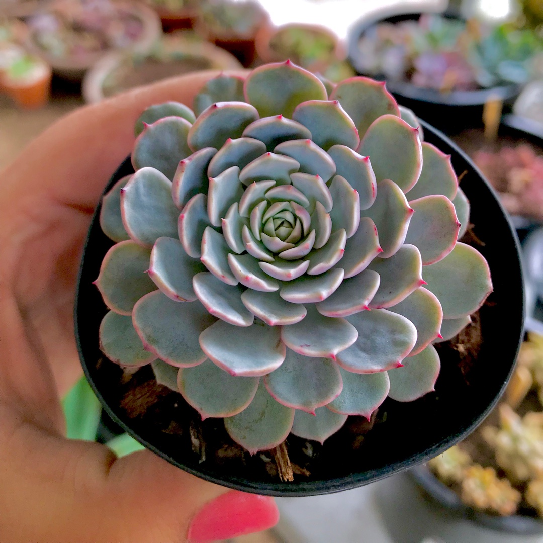 Echeveria Tuxpan in the GardenTags plant encyclopedia Echeveria Tuxpan in the GardenTags plant encyclopedia