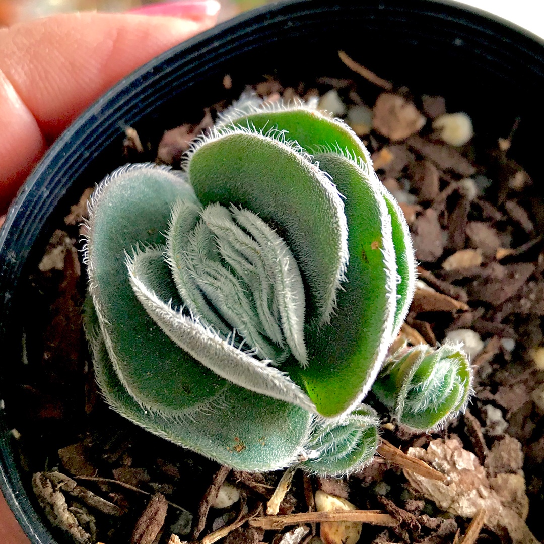Crassula Tomentosa var. Glabrifolia in the GardenTags plant encyclopedia Crassula Glabrifolia in the GardenTags plant encyclopedia