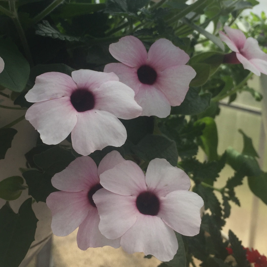Thunbergia alata Raspberry Smoothie in the GardenTags plant encyclopedia Black-eyed Susan Vine Raspberry Smoothie in the GardenTags plant encyclopedia