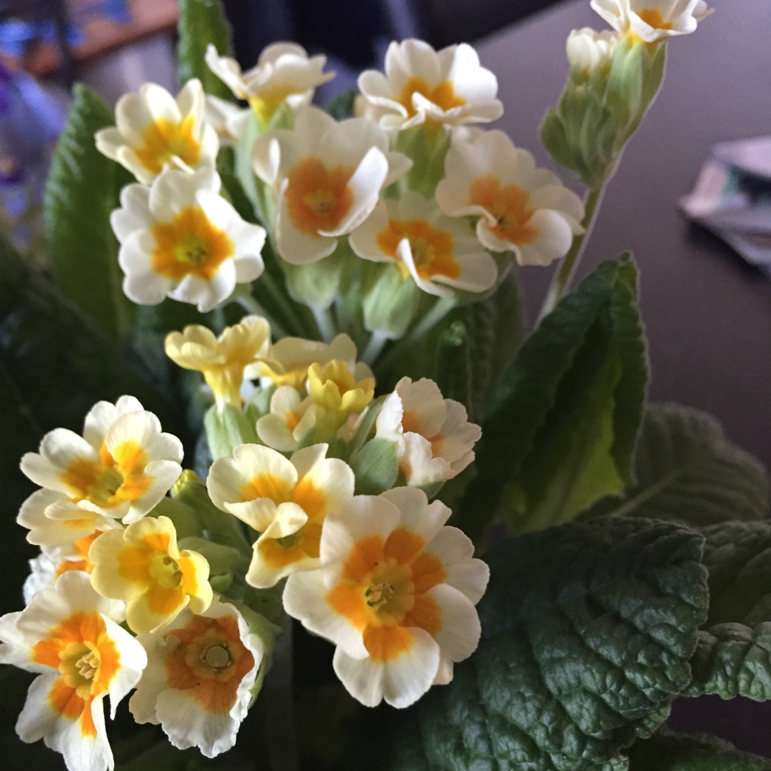 Primula veris Lime With Orange in the GardenTags plant encyclopedia Primula Lime With Orange in the GardenTags plant encyclopedia
