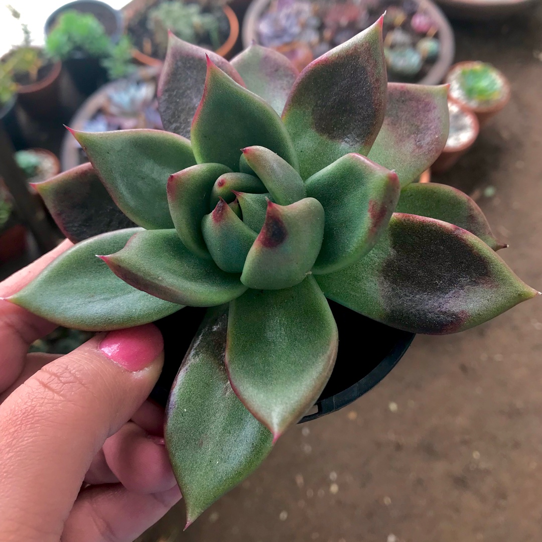 Echeveria Vashon in the GardenTags plant encyclopedia Echeveria Vashon in the GardenTags plant encyclopedia
