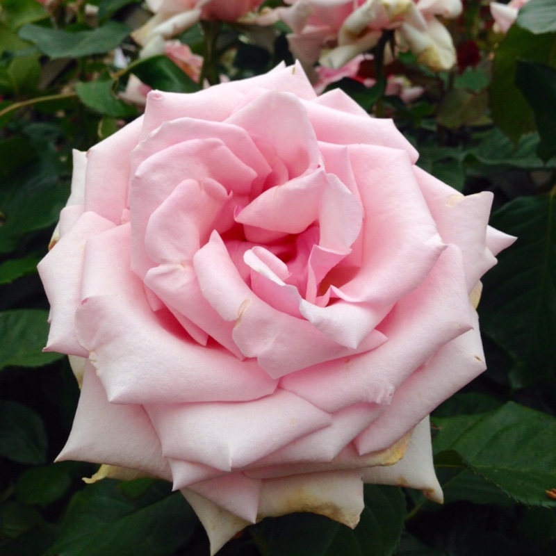 Rosa Savoy Hotel in the GardenTags plant encyclopedia Rose Savoy Hotel in the GardenTags plant encyclopedia