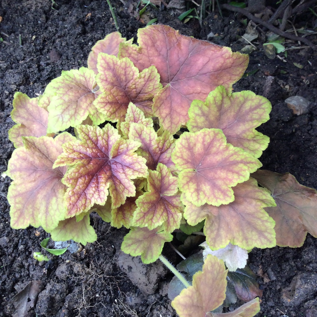 Heuchera Citrus Shock in the GardenTags plant encyclopedia Alumroot Citrus Shock in the GardenTags plant encyclopedia