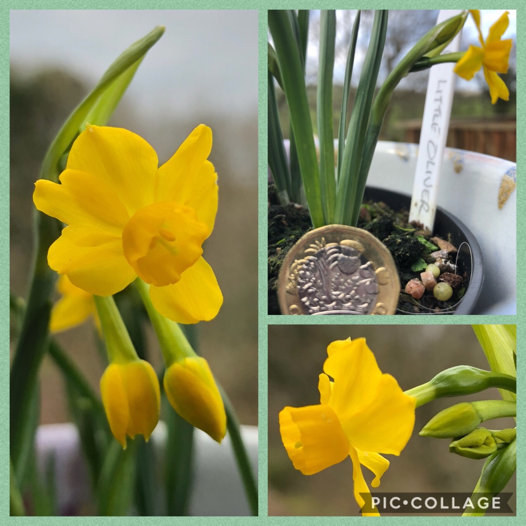 Narcissus Little Oliver in the GardenTags plant encyclopedia Daffodil Little Oliver (Jonquilla) in the GardenTags plant encyclopedia