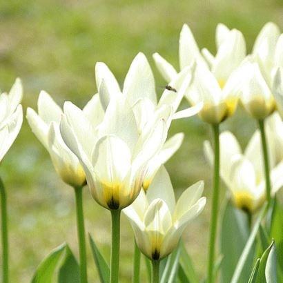 Tulip Concerto (Fosteriana) in the GardenTags plant encyclopedia