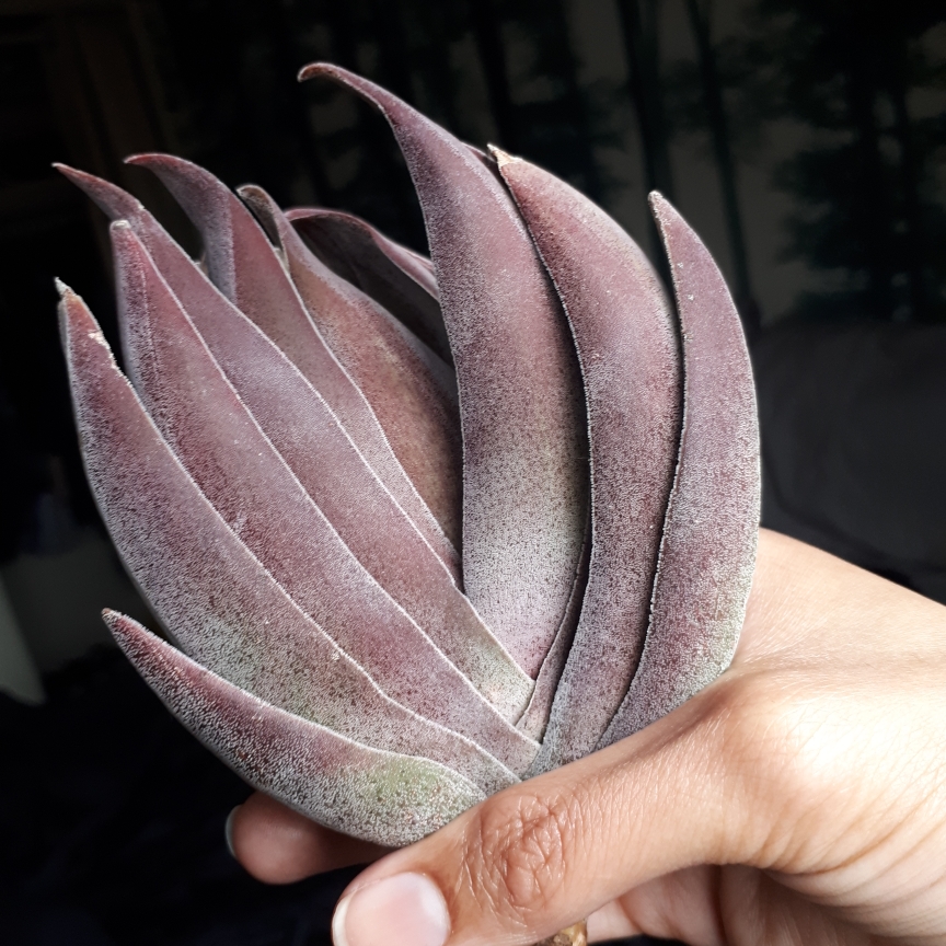Crassula Garnet Lotus in the GardenTags plant encyclopedia Crassula Garnet Lotus in the GardenTags plant encyclopedia