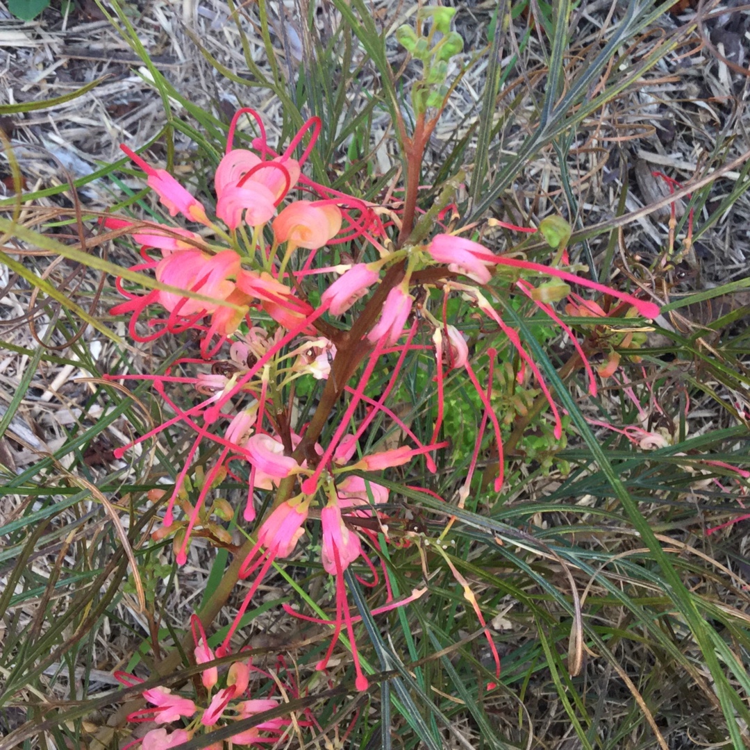 Grevillea longistyla in the GardenTags plant encyclopedia Grevillea longistyla in the GardenTags plant encyclopedia