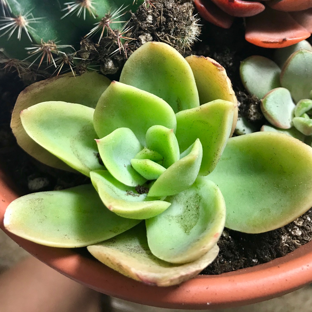 Echeveria Yamatoren in the GardenTags plant encyclopedia Echeveria Yamatoren in the GardenTags plant encyclopedia