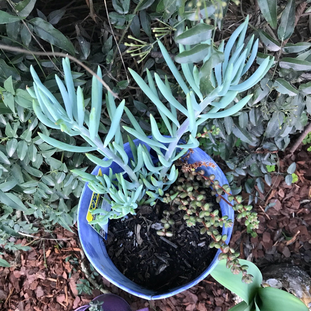 Senecio Nolas Pride in the GardenTags plant encyclopedia Senecio Nolas Pride in the GardenTags plant encyclopedia