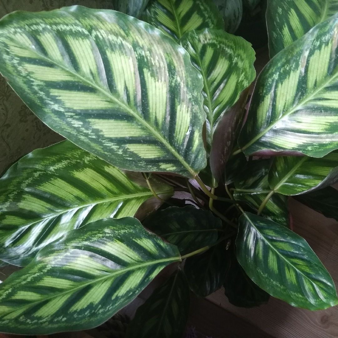 Calathea Flamestar in the GardenTags plant encyclopedia Zebra Plant Flamestar in the GardenTags plant encyclopedia