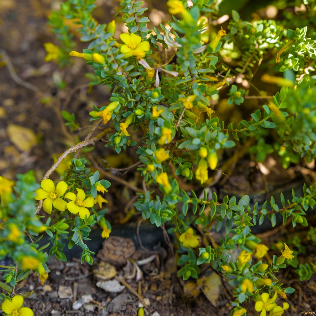 Hypericum aegypticum in the GardenTags plant encyclopedia Egyptian Saint Johns Wort in the GardenTags plant encyclopedia