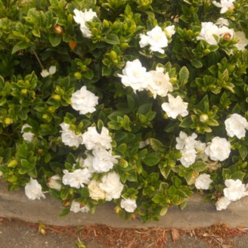 Gardenia augusta Florida in the GardenTags plant encyclopedia Gardenia jasminoides Magnifica in the GardenTags plant encyclopedia