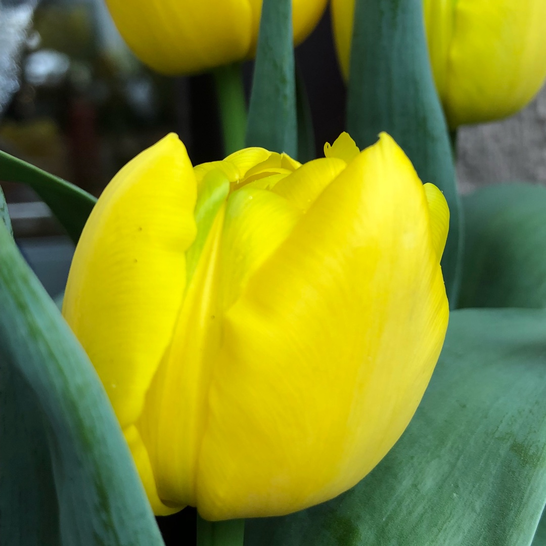 Tulipa Yellow Baby in the GardenTags plant encyclopedia Tulip Yellow Baby (Double Early) in the GardenTags plant encyclopedia