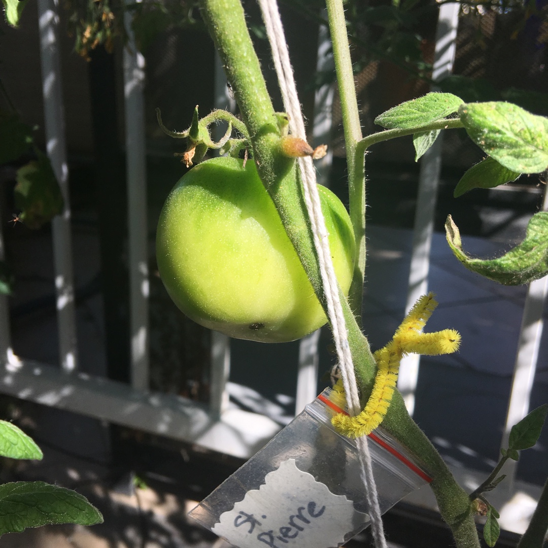 Solanum lycopersicum St. Pierre in the GardenTags plant encyclopedia Tomato St. Pierre in the GardenTags plant encyclopedia