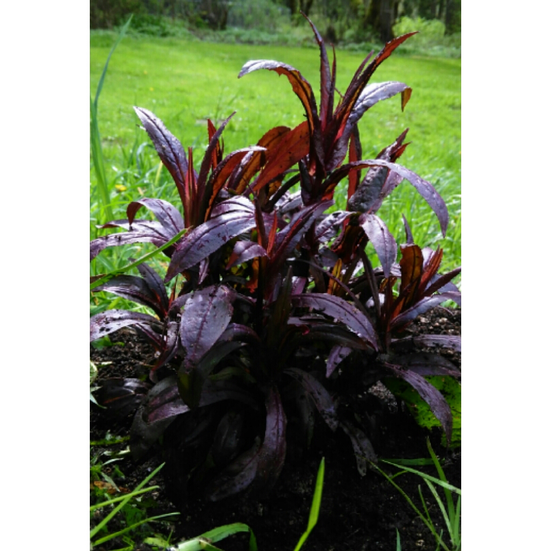 Penstemon Midnight Masquerade in the GardenTags plant encyclopedia Beardtongue Midnight Masquerade in the GardenTags plant encyclopedia