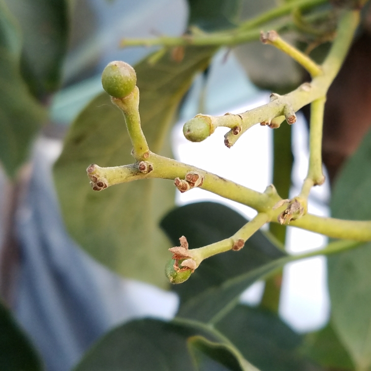 Persea americana Daily 11 in the GardenTags plant encyclopedia Avocado Daily 11 in the GardenTags plant encyclopedia