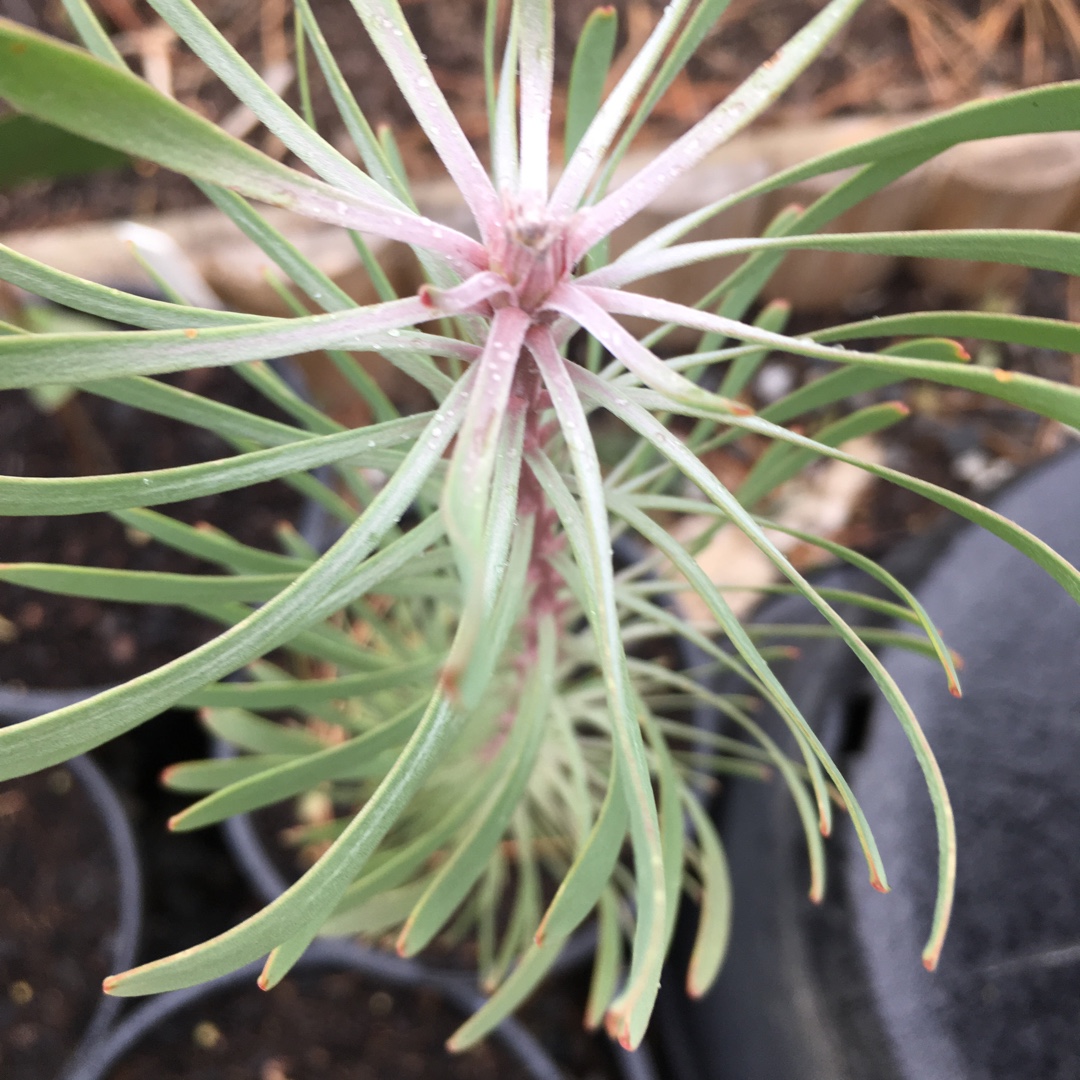 Leucadendron galpinii Purple Haze in the GardenTags plant encyclopedia Leucadendron Purple Haze in the GardenTags plant encyclopedia
