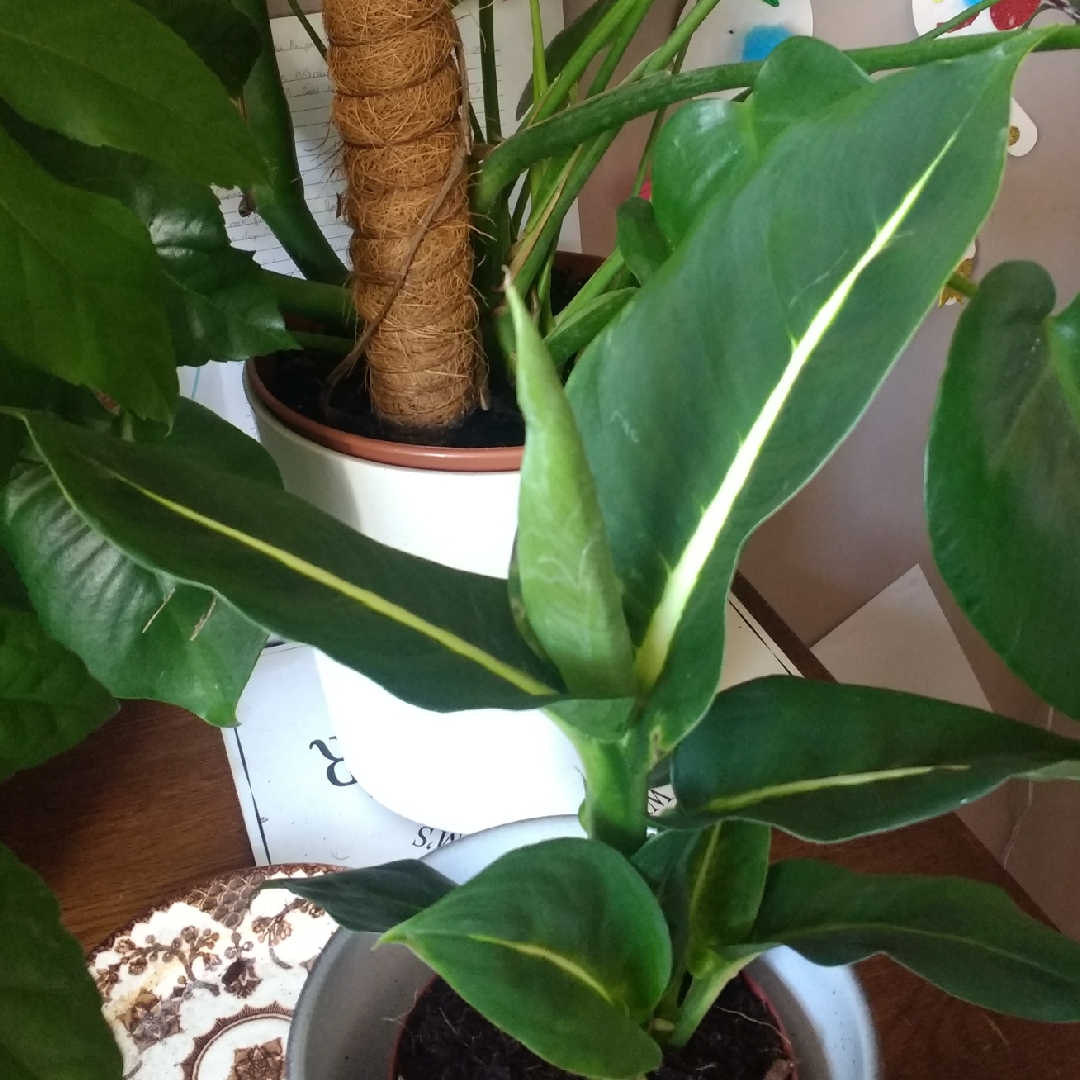 Dieffenbachia Oerstedii in the GardenTags plant encyclopedia Dumb Cane in the GardenTags plant encyclopedia