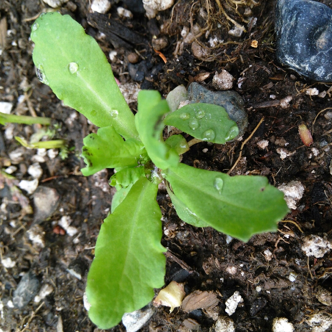 Papaver somniferum Cherry Glow in the GardenTags plant encyclopedia Opium Poppy Cherry Glow in the GardenTags plant encyclopedia