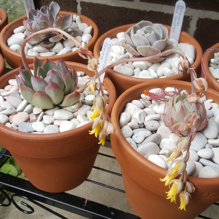 Echeveria Cherry in the GardenTags plant encyclopedia Echeveria Cherry in the GardenTags plant encyclopedia
