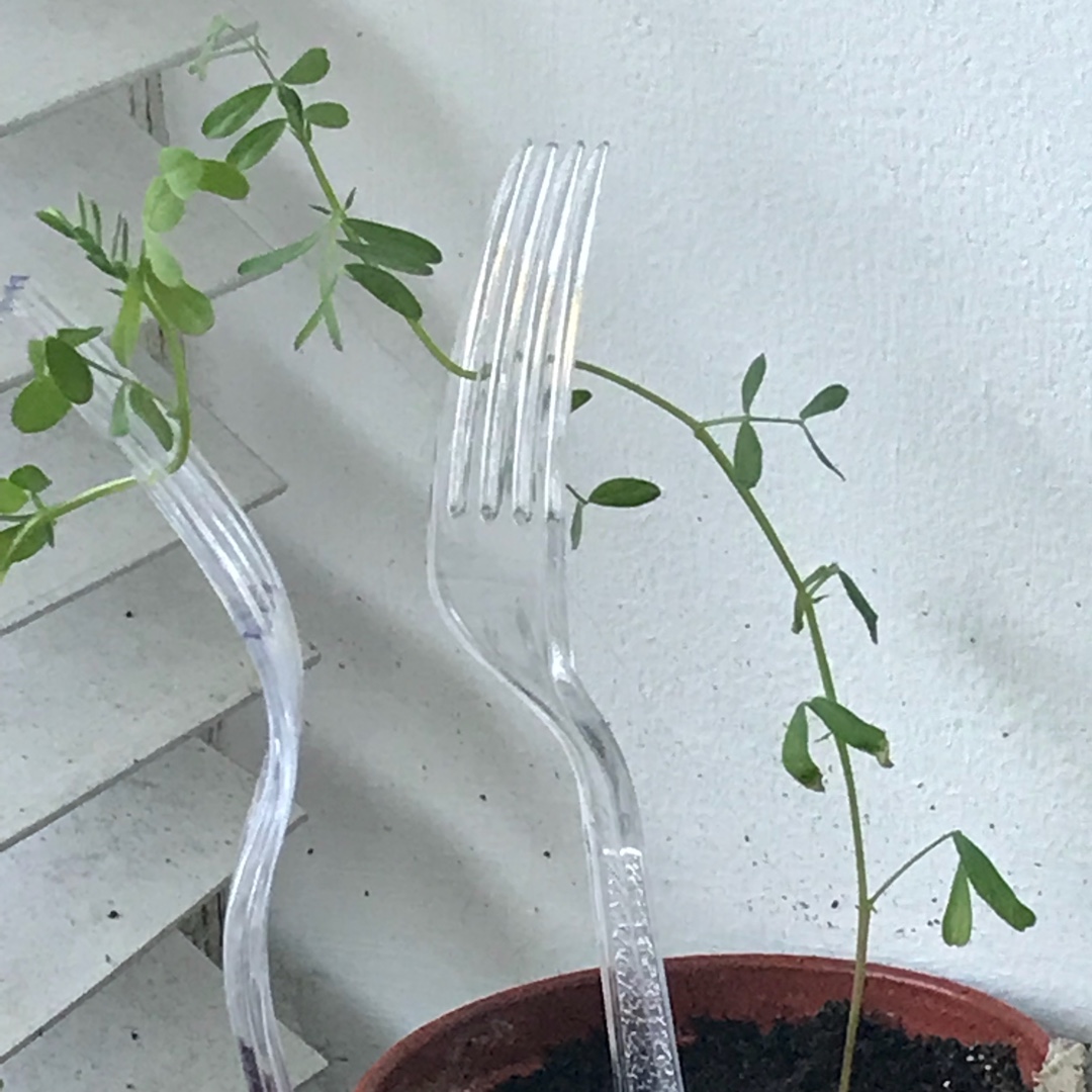Lens Culinaris in the GardenTags plant encyclopedia Lentils in the GardenTags plant encyclopedia
