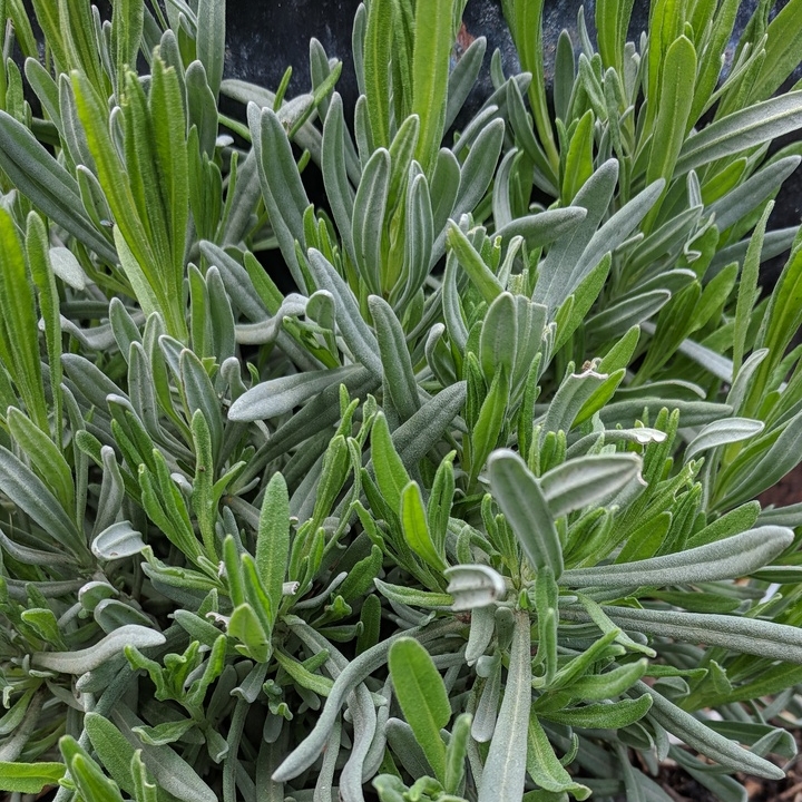 Lavandula x intermedia Provence in the GardenTags plant encyclopedia Lavender Provence in the GardenTags plant encyclopedia