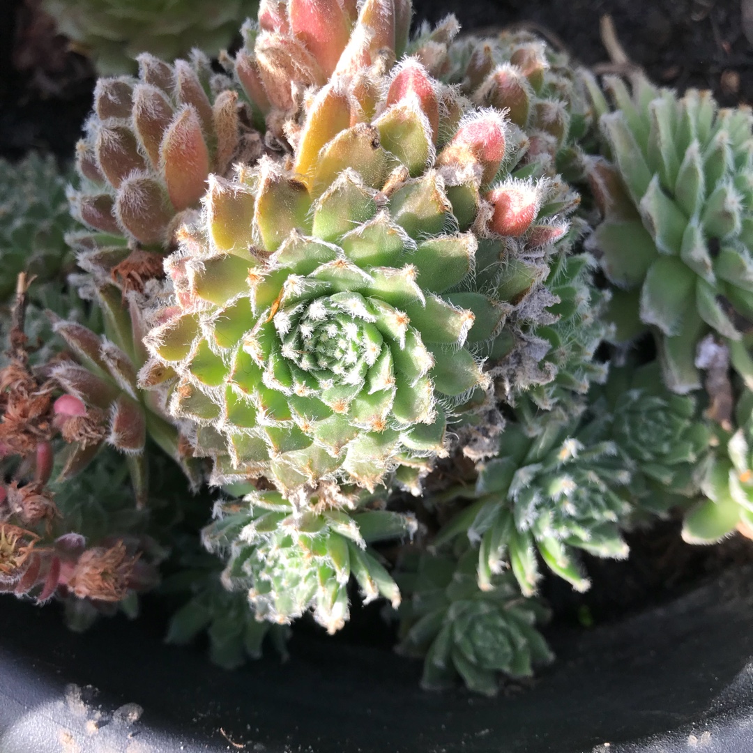 Sempervivum Candy Floss in the GardenTags plant encyclopedia Sempervivum Candy Floss in the GardenTags plant encyclopedia