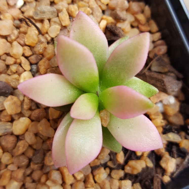 Anacampseros Variegated in the GardenTags plant encyclopedia Anacampseros Variegated in the GardenTags plant encyclopedia