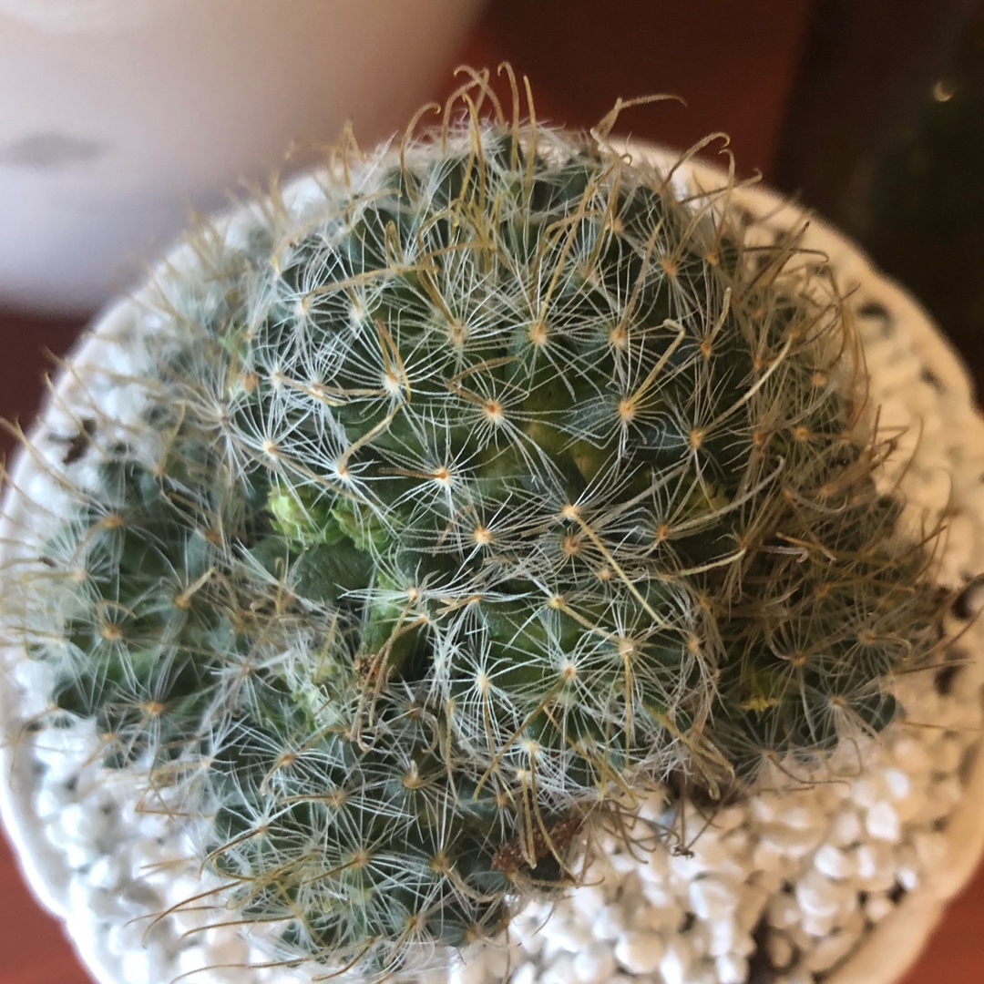 Mammillaria duwei in the GardenTags plant encyclopedia Mammillaria duwei in the GardenTags plant encyclopedia
