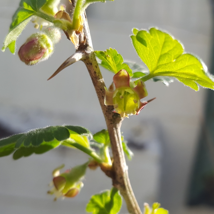 Ribes uva-crispa Leveller in the GardenTags plant encyclopedia Gooseberry Leveller in the GardenTags plant encyclopedia